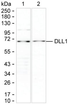 DLL1